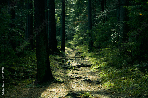 Green landscape with trees and path