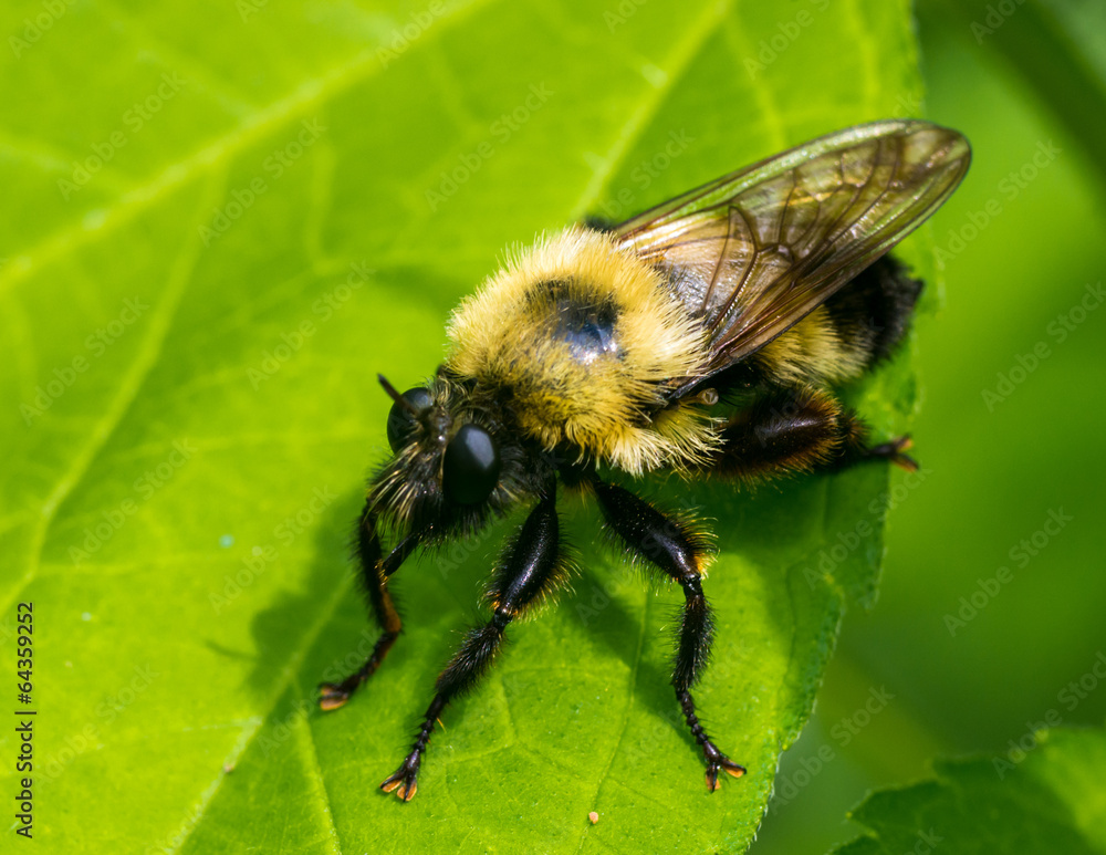 Bumble Bee Bumble Bee