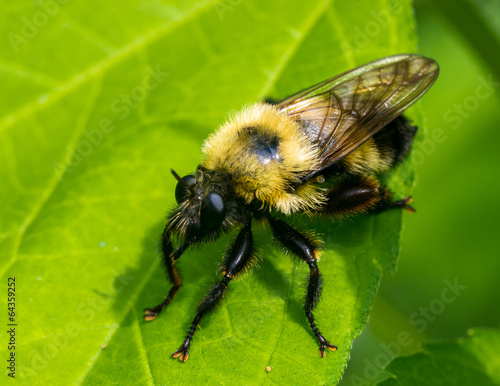 Bumble Bee © Randy Runtsch