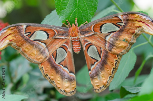 Atlas moth