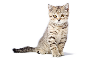 Kitten Scottish Straight isolated on white background