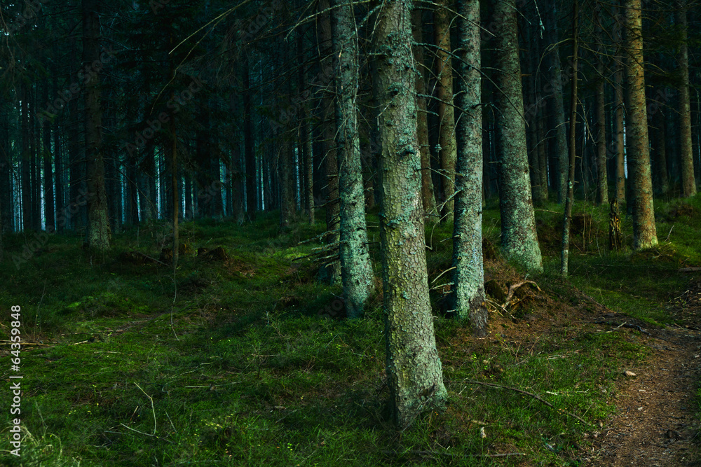 Obraz premium Forest landscape with trees