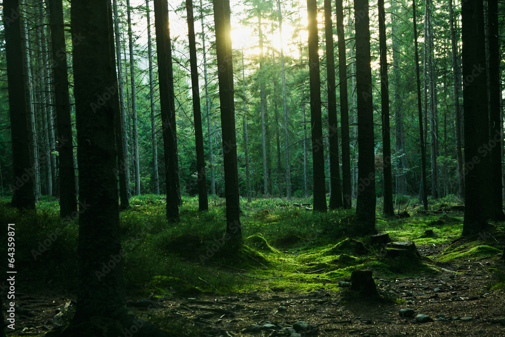 Naklejka premium Krajobraz lasu z drzewami