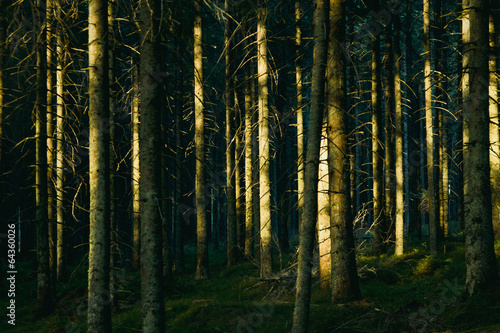 Forest landscape with trees