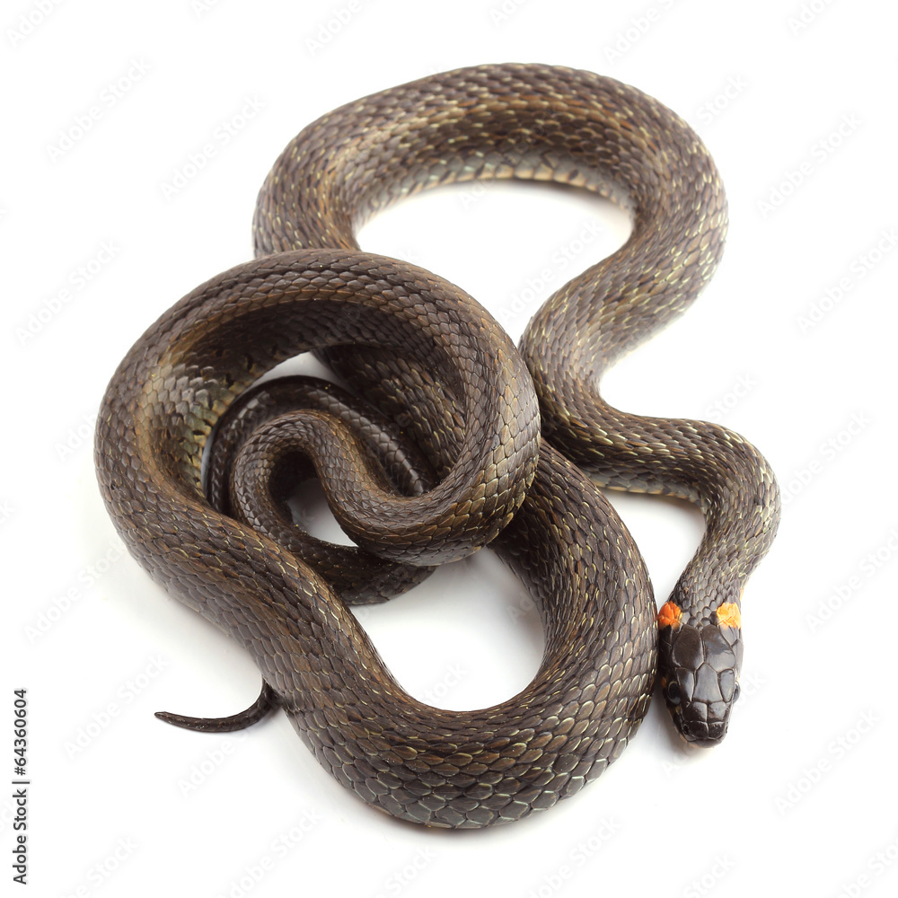 Grass snake (Natrix natrix) isolated on white Grass snake (Natrix natrix) isolated on white