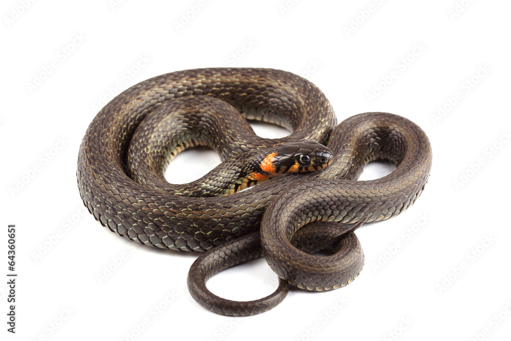 Grass snake (Natrix natrix) isolated on white Grass snake (Natrix natrix) isolated on white