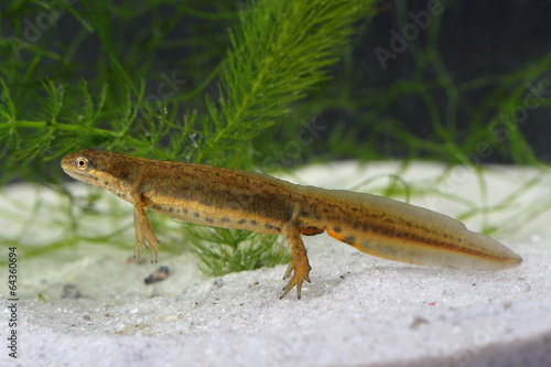 Common newt (Lissotriton vulgaris) in the pond