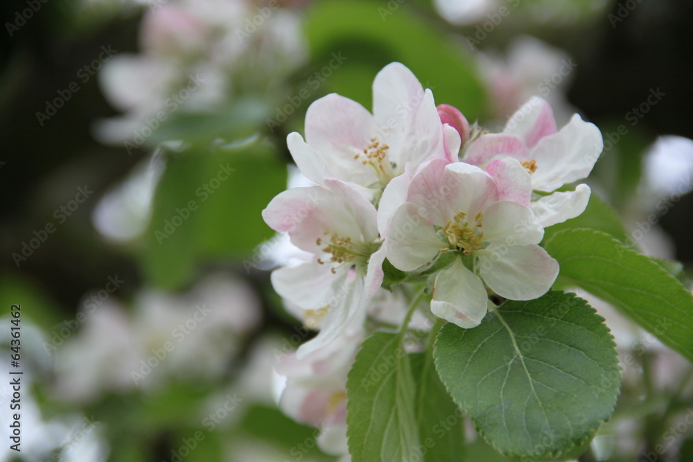 Apfelblüten