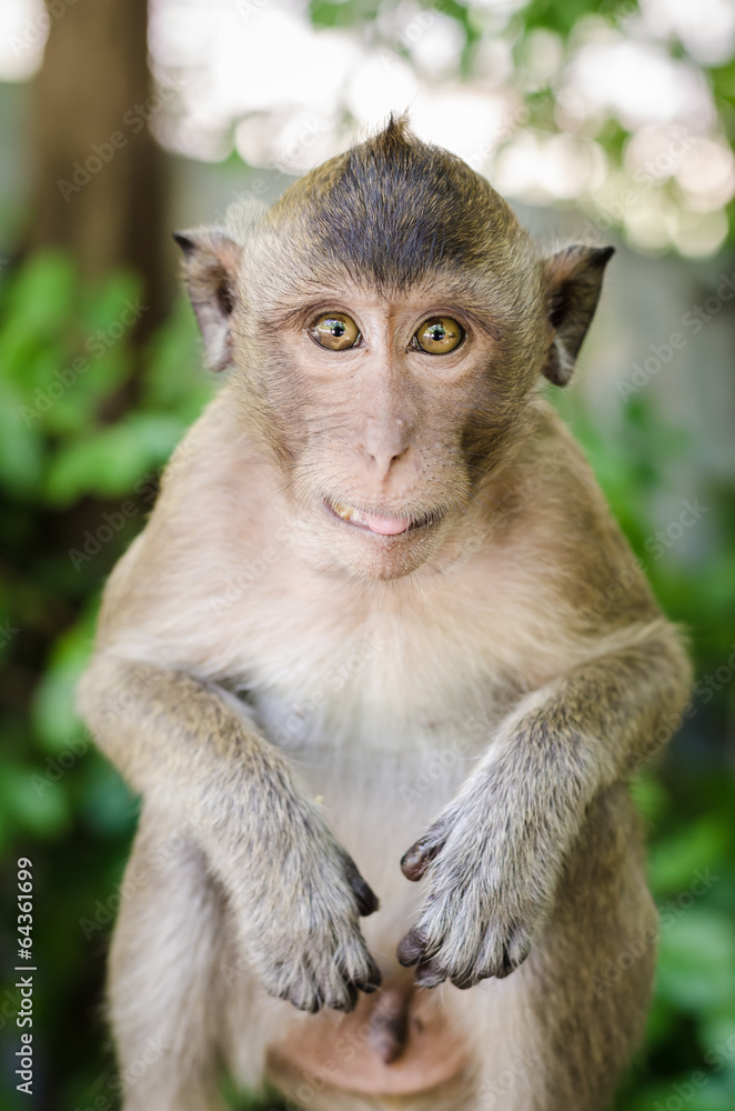 Monkeys Monkeys