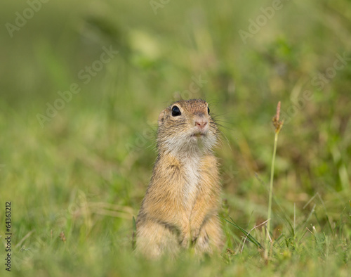 Ground squirrel © Budimir Jevtic