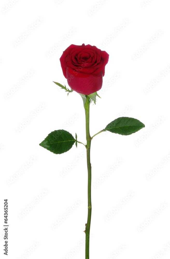 Fototapeta premium czerwona róża