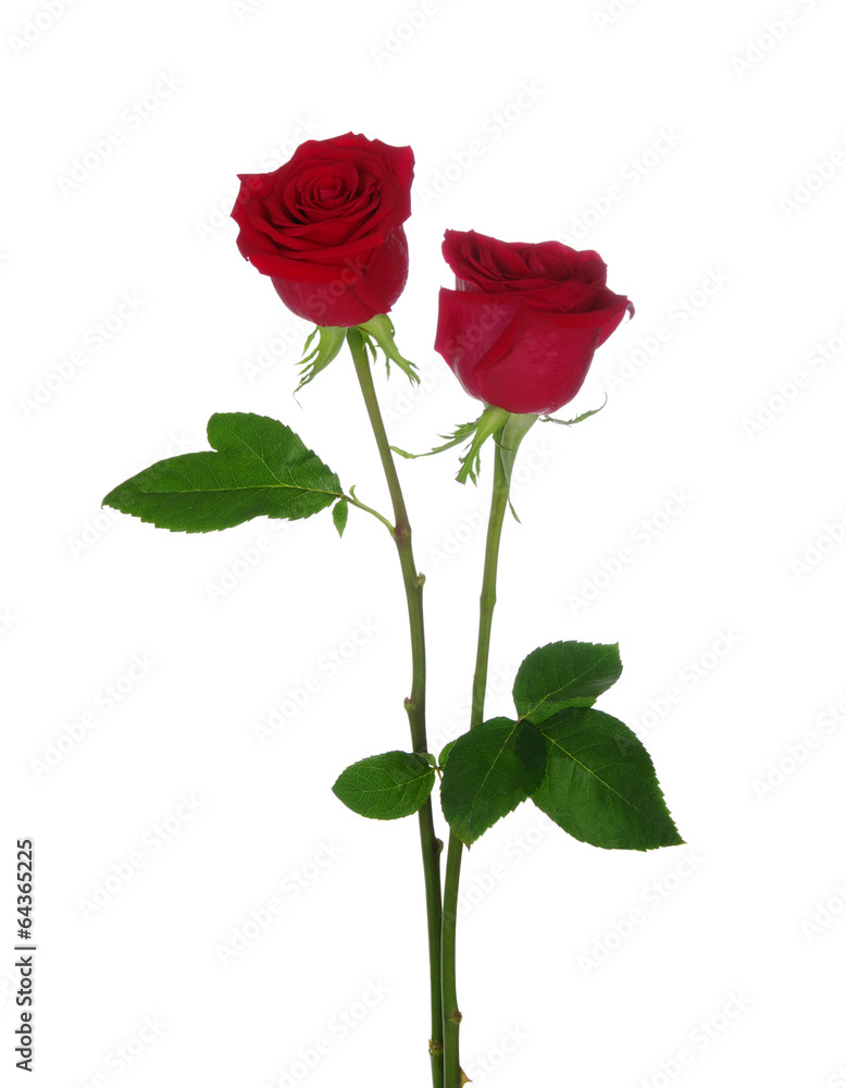 two red rose two red rose
