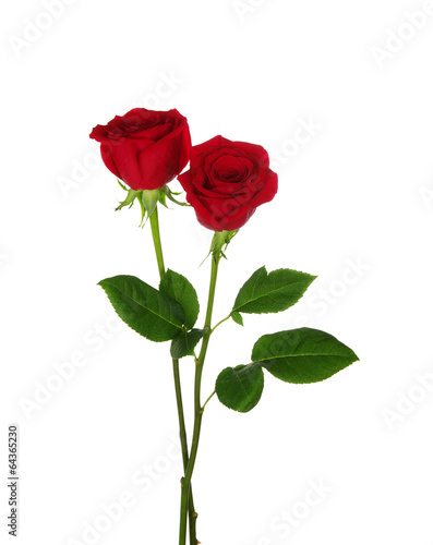 two red rose