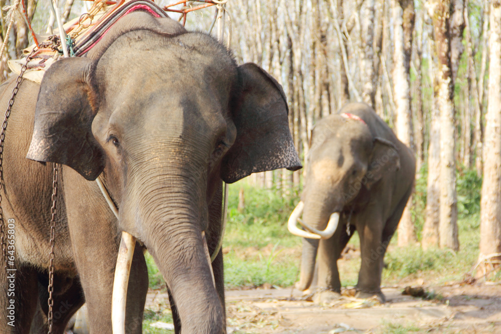 Fototapeta premium Elephants on rubber tree plantation