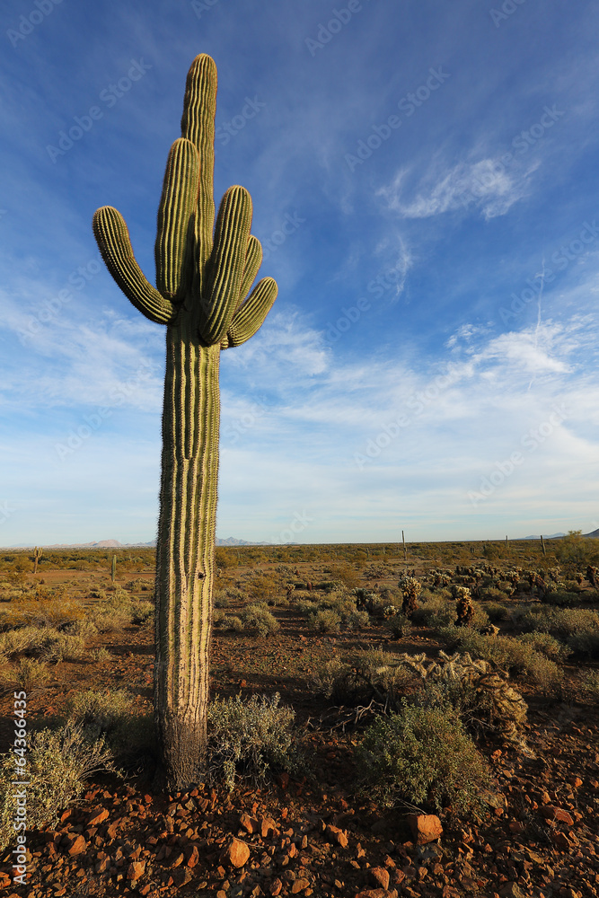 Desert Southwest Landscape