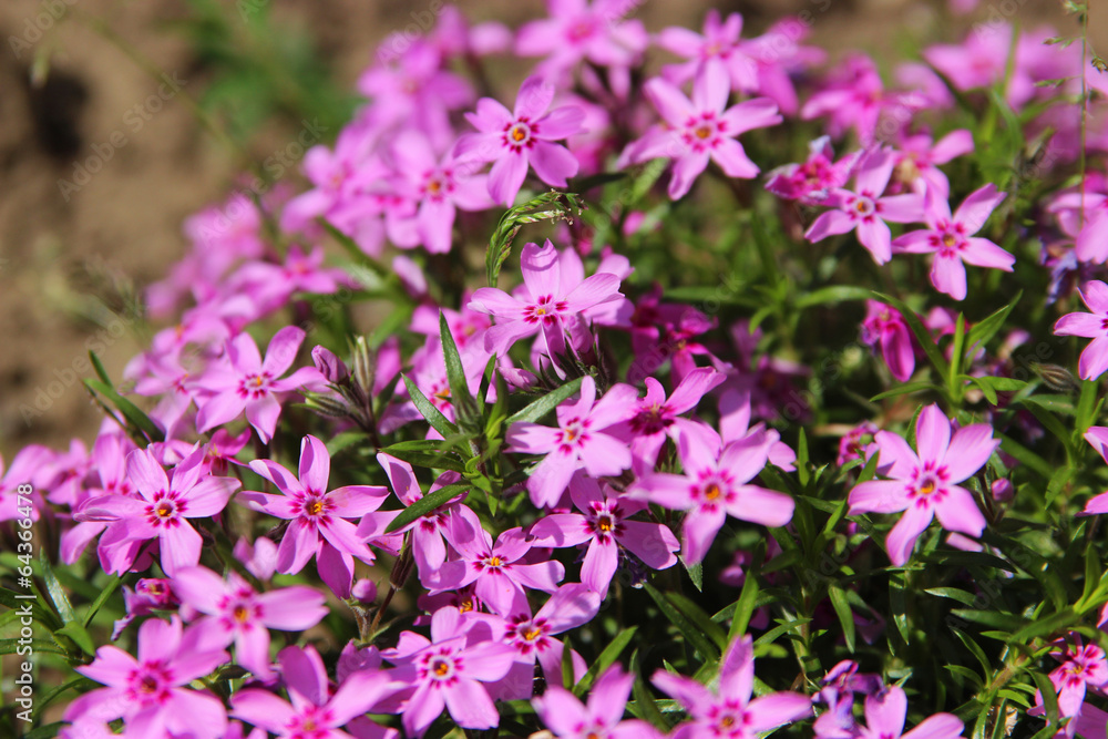 Phlox subulata