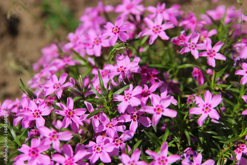 Obraz na płótnie Phlox subulata w salonie