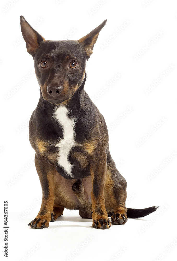brown jack russel terrier sitting and looking cute to the camera brown jack russel terrier sitting and looking cute to the camera
