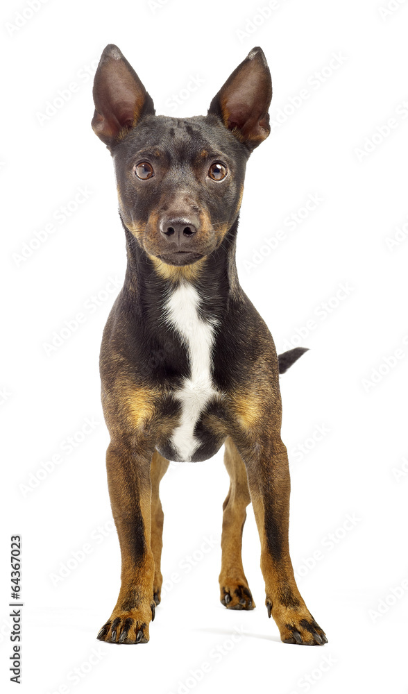 brown jack russel terrier standing on a white background