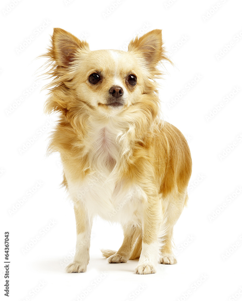 chihuahua standing on white background chihuahua standing on white background