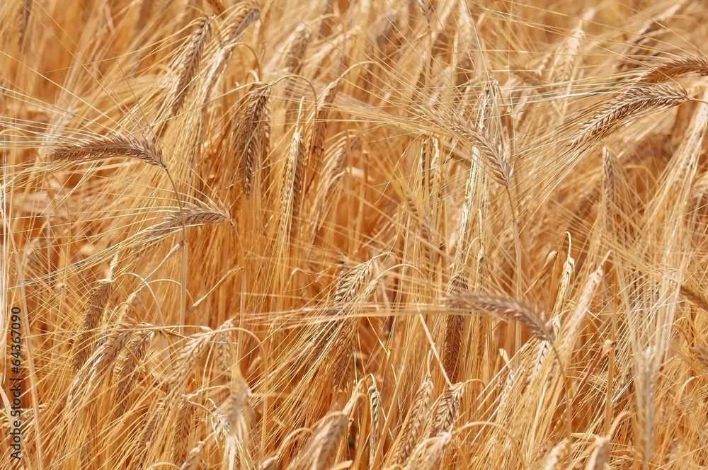 Wheatfield with ripe classes before harvest Wheatfield with ripe classes before harvest