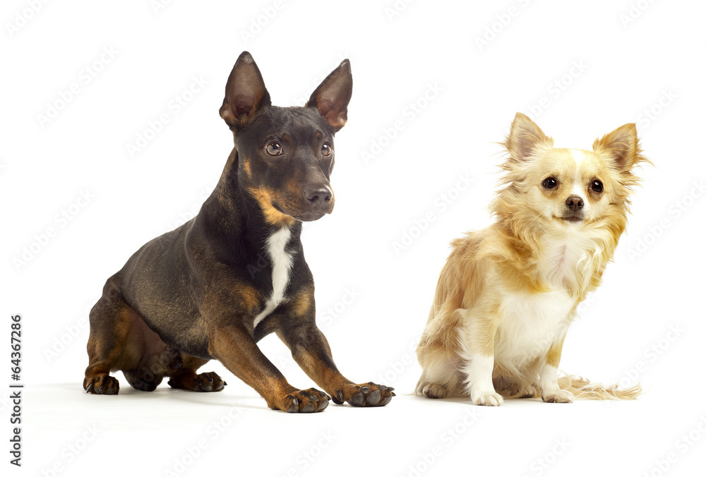 dogs sitting next to each other dogs sitting next to each other