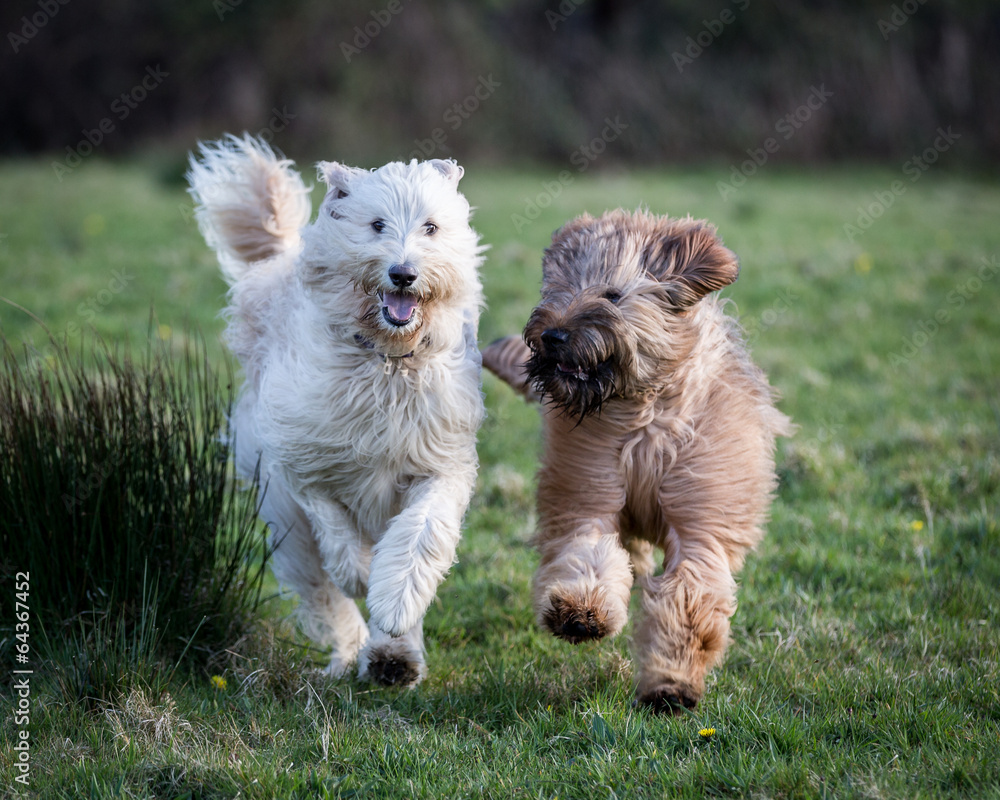 Running Dogs Running Dogs