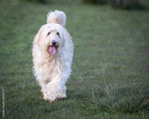 Labradoodle © dazb75