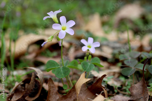 Fototapeta Naklejka Na Ścianę i Meble -  Wild Violet Wood Sorrel
