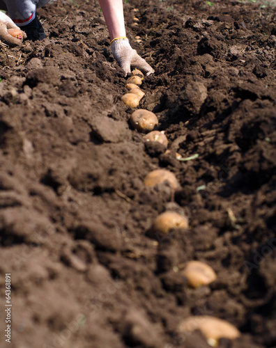 Women Sowing Potato, Seeding Process.
