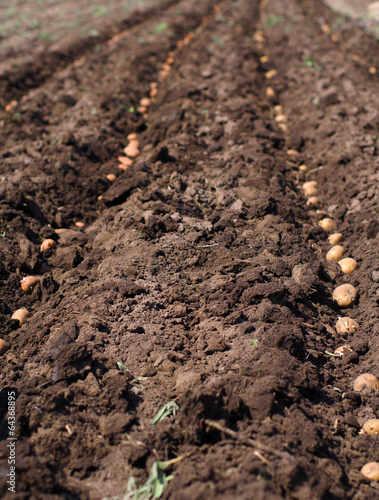 Sowing Potato, Seeding Process.