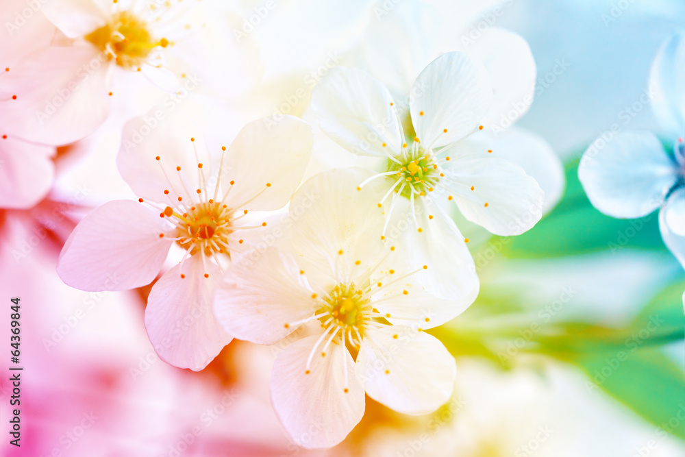 Fototapeta premium Сherry blossom for background