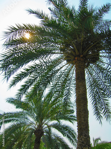 Tropical Palms