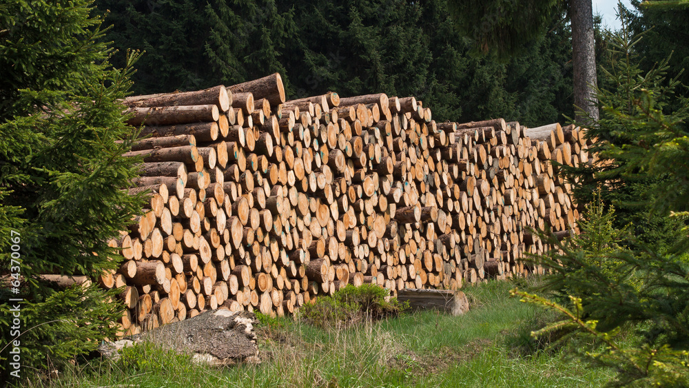 Forstwirtschaft im Mittelgebirge - Holzpolter im Harz