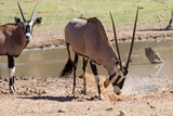 Thirsty Oryx drinking water at pond in hot and dry desert