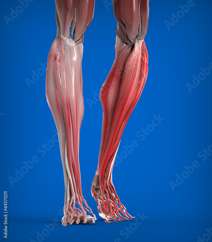 Lower Legs Muscles Anatomy