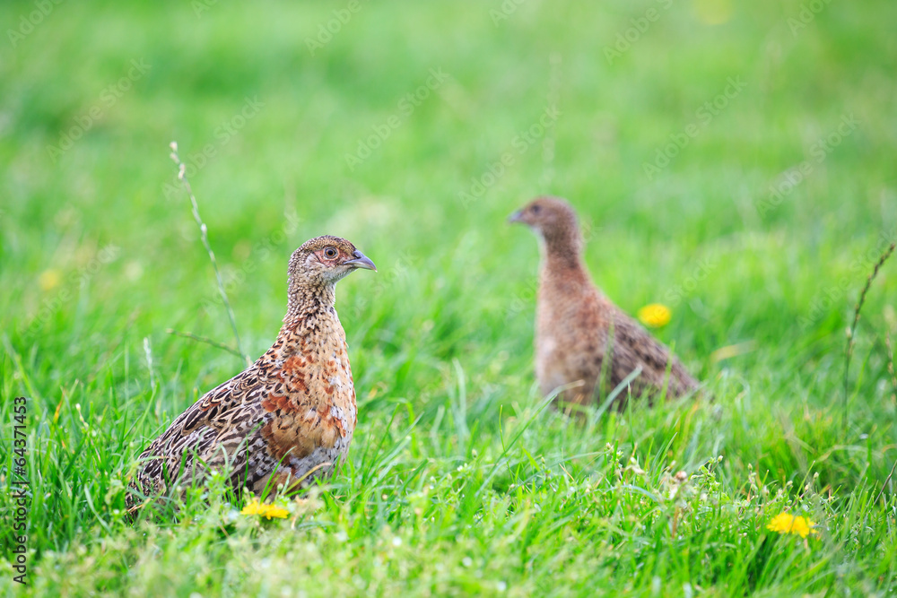 Two pheasant female bird standing in grassland Two pheasant female bird standing in grassland