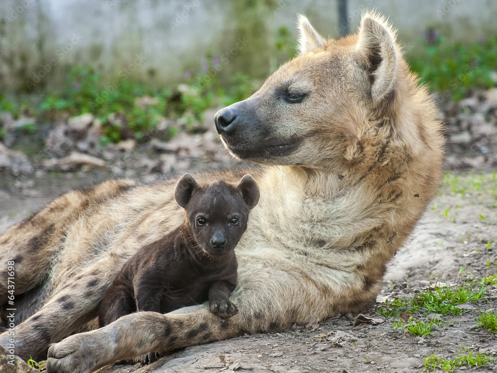 Spotted hyena (Crocuta crocuta) baby Spotted hyena (Crocuta crocuta) baby