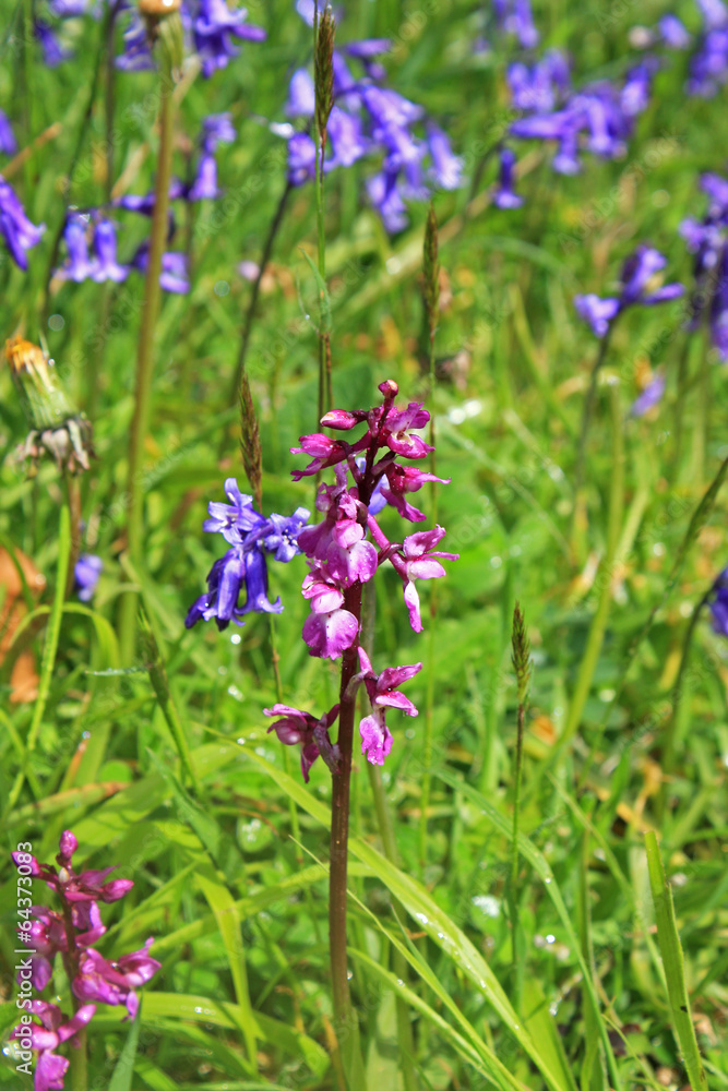 wild orchid wild orchid