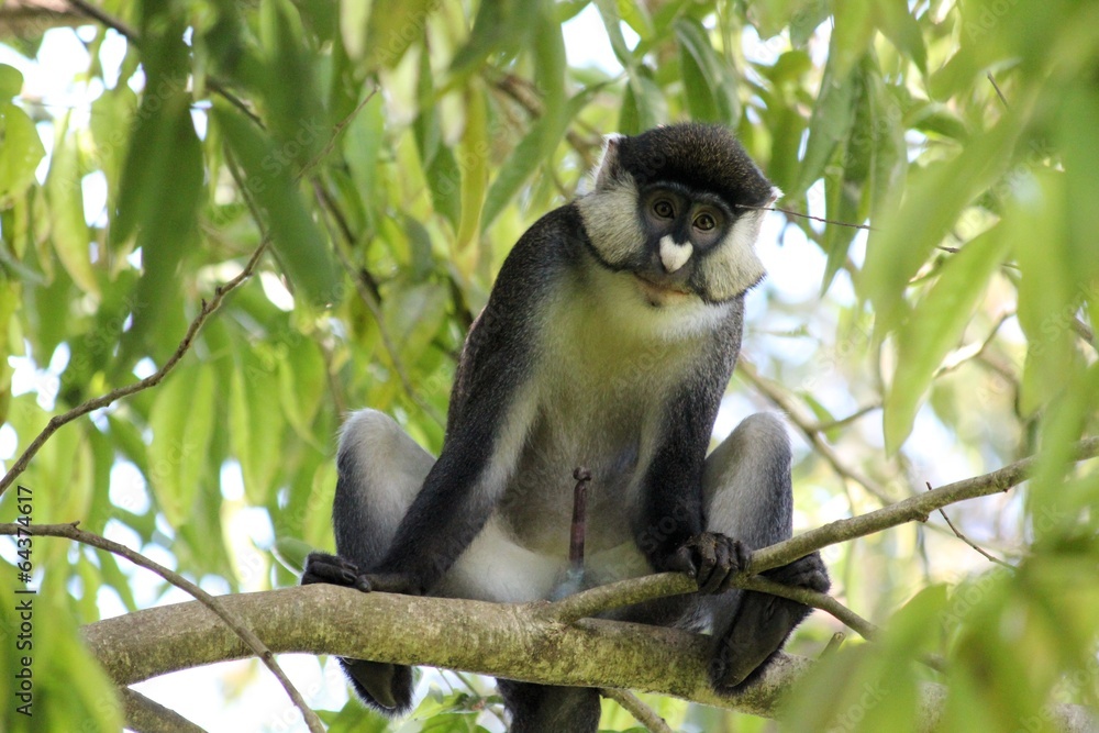 Fototapeta premium Kongo-Weißnasenmeerkatze in Uganda