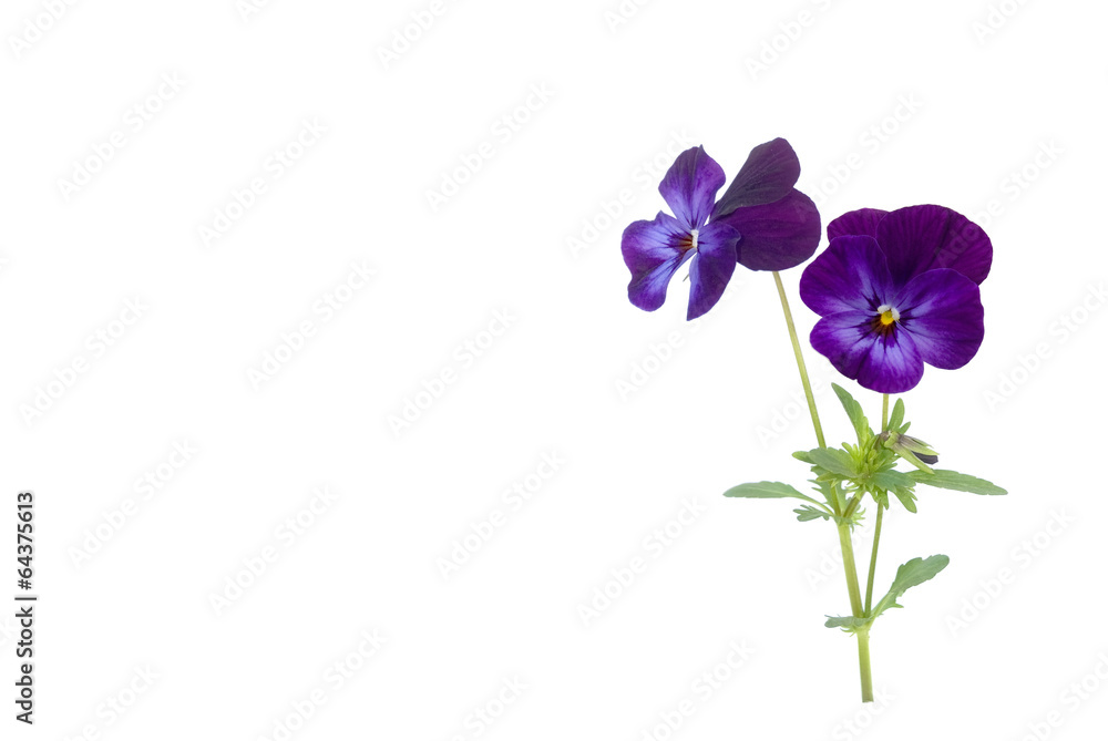 Naklejka premium Hornveilchen