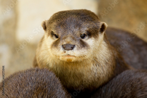 Loutre naine