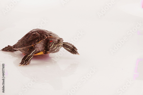 Fototapeta Naklejka Na Ścianę i Meble -  slow moving turtles