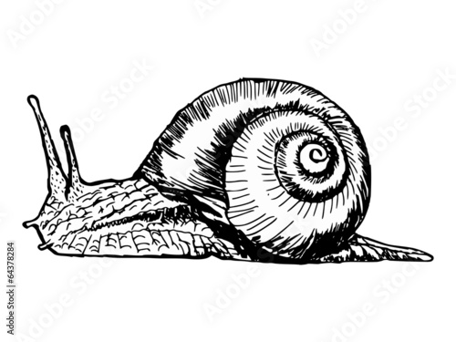 snail