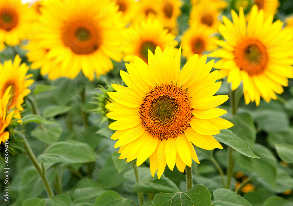 Nice photo of sunflowers