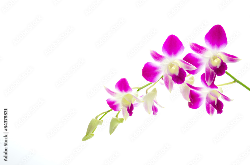 Purple orchid flower isolated white background Purple orchid flower isolated white background