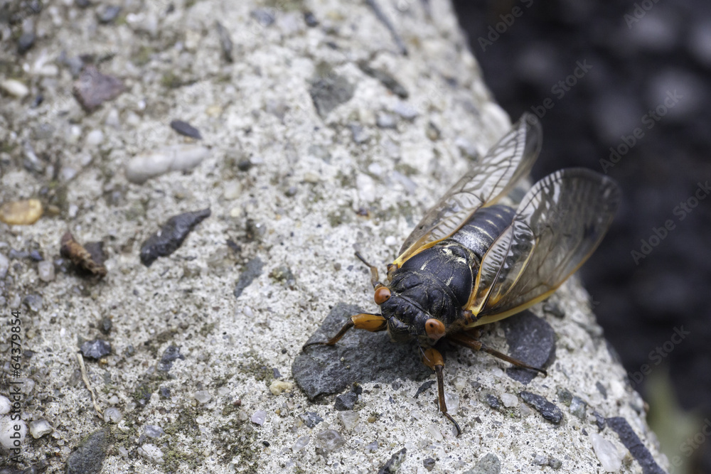 Cicada on the Curb Cicada on the Curb