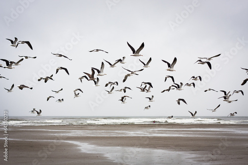 Seagulls flying on a rainy day
