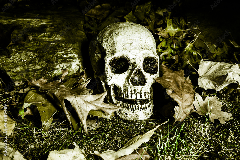 Creepy Skull Sitting on Autumn Forest Floor at night near Halloween. Dead leaves surround it. Image created using a light painting technique. Creepy Skull Sitting on Autumn Forest Floor at night near Halloween. Dead leaves surround it. Image created using a light painting technique.