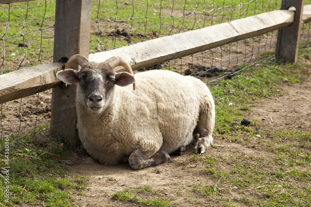 Fototapeta premium Petting Zoo